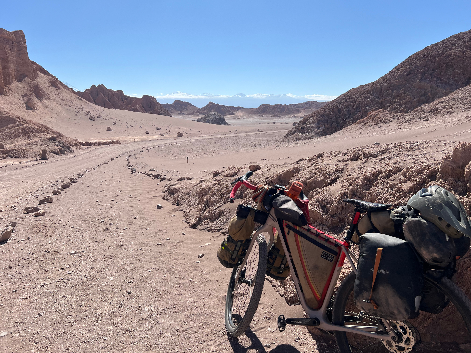 Guanacos on the high desert altiplano — where clarity meets the horizon